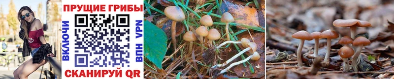 Псилоцибиновые грибы Cubensis  Ступино 